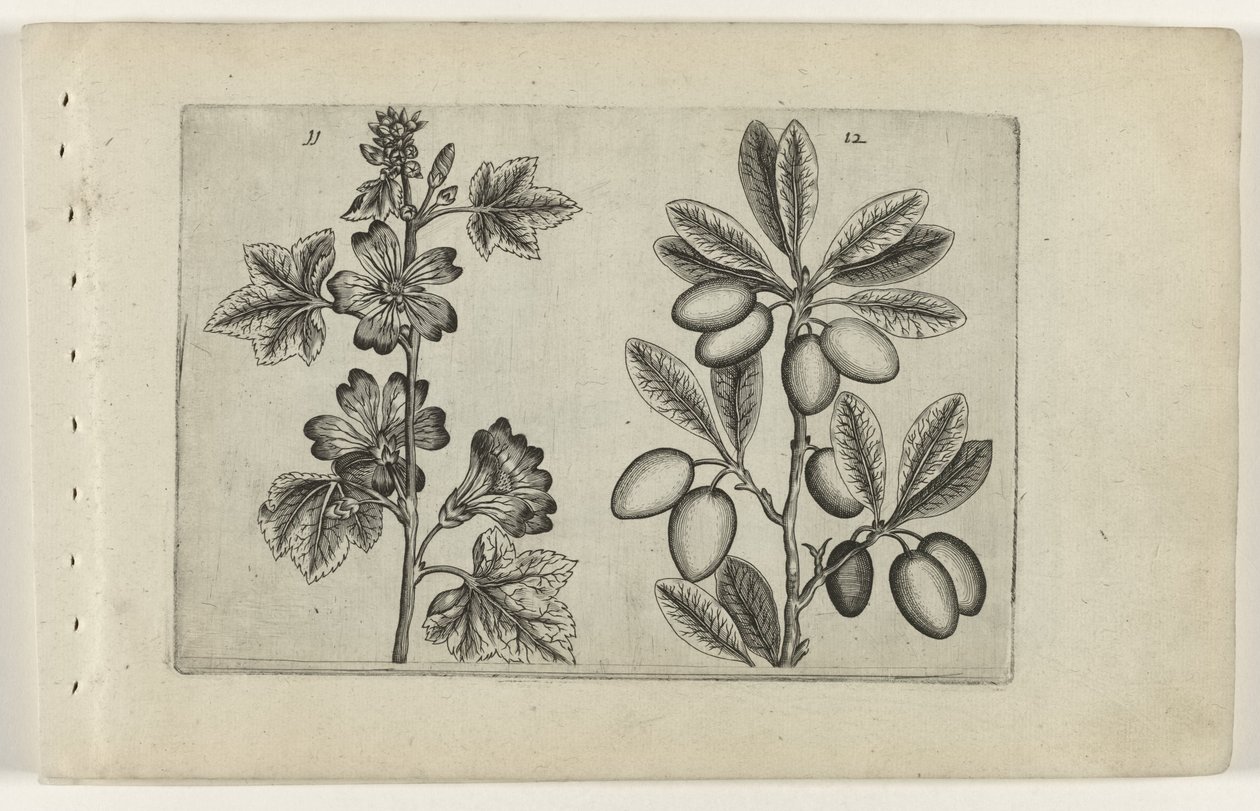 Gran malva y olivo Cognoscite lilia (título de la serie) de Crispijn van de Passe (I) (attributed to)