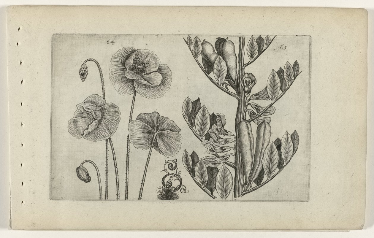 Amapola grande y haba Cognoscite lilia (título de la serie) de Crispijn van de Passe (I) (attributed to)