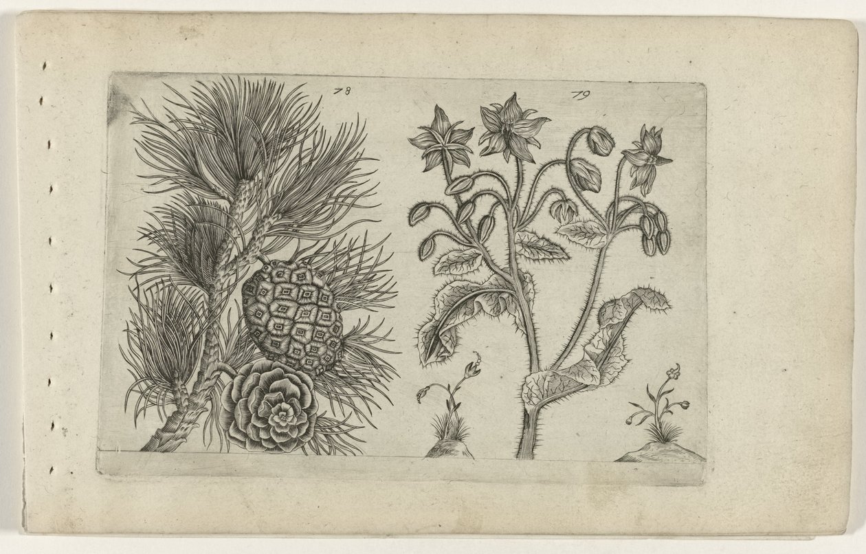 Grove den en bernagie Conozca los lirios (título de la serie) de Crispijn van de Passe (I) (attributed to)