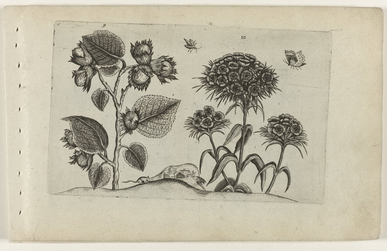 avellana y dulce william Cognoscite lilia (título de la serie) de Crispijn van de Passe (I) (attributed to)