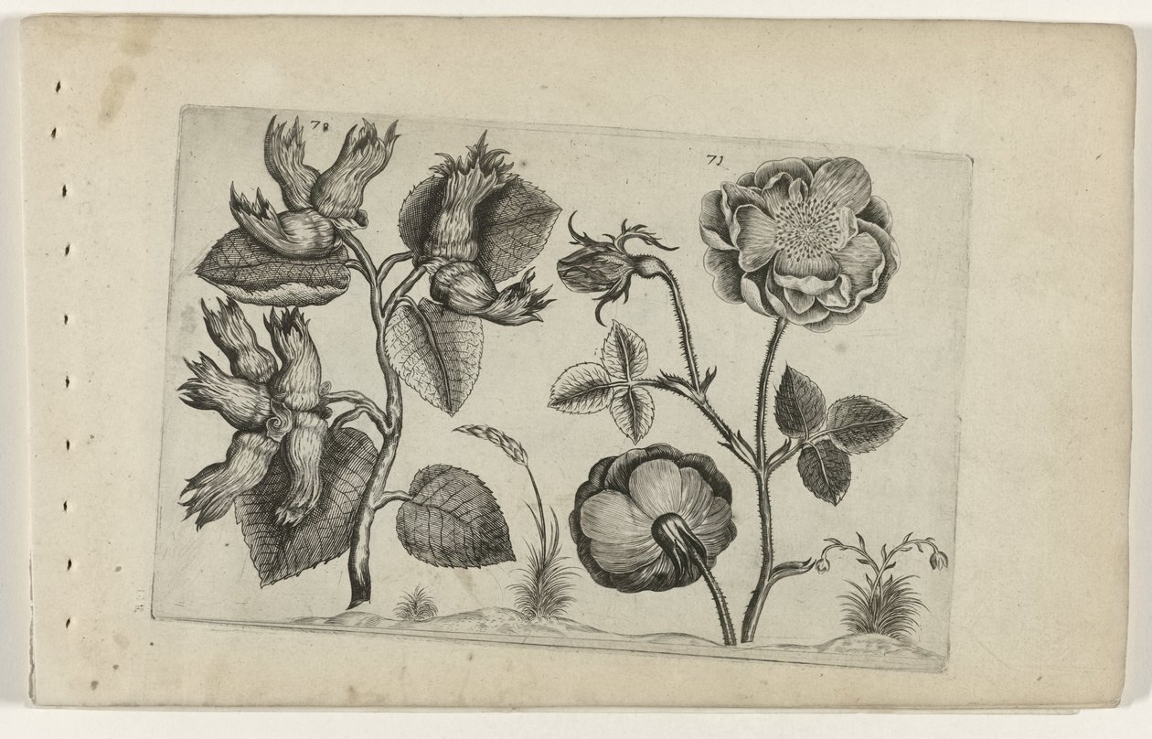 Hazelaar en rosas Cognoscite Lily (título de la serie) de Crispijn van de Passe (I) (attributed to)