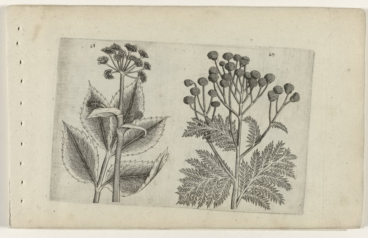 Hertswortel y boerenwormkruid Conozca los lirios (título de la serie) de Crispijn van de Passe (I) (attributed to)