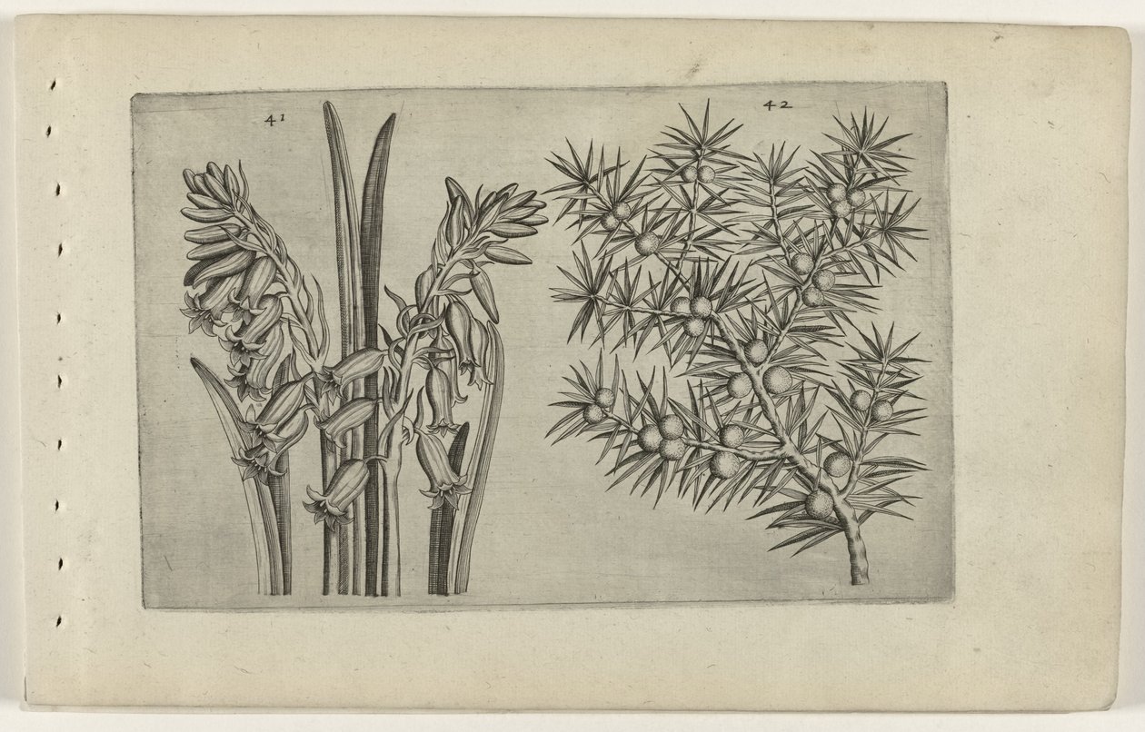 Hyacint en Jenerbes Conozca los lirios (título de la serie) de Crispijn van de Passe (I) (attributed to)