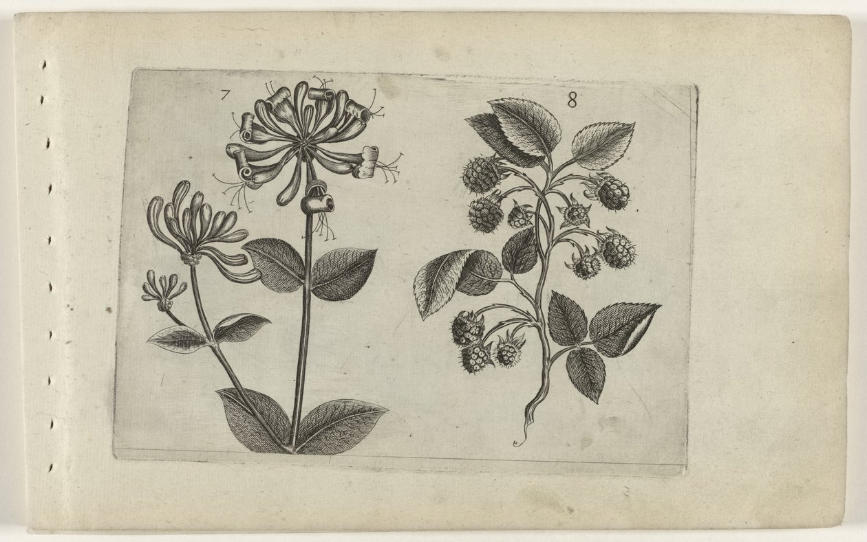 Kamperfoelie en framboos Conozca los lirios (título de la serie) de Crispijn van de Passe (I) (attributed to)