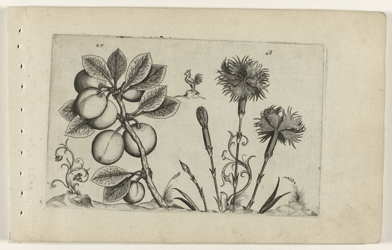 Kerspruit en tuinanjer Conozca los lirios (título de la serie) de Crispijn van de Passe (I) (attributed to)