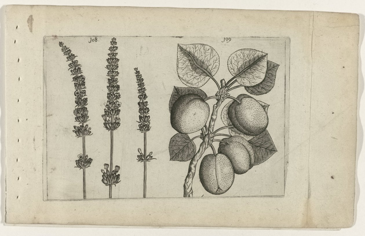 Lavanda en albaricoques Conozca los lirios (título de la serie) de Crispijn van de Passe (I) (attributed to)