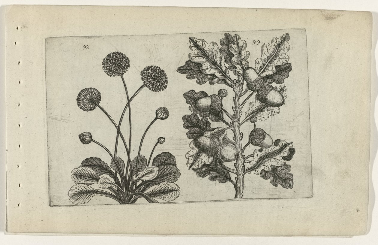 Margarita y roble pedunculado Cognoscite lilia (título de la serie) de Crispijn van de Passe (I) (attributed to)