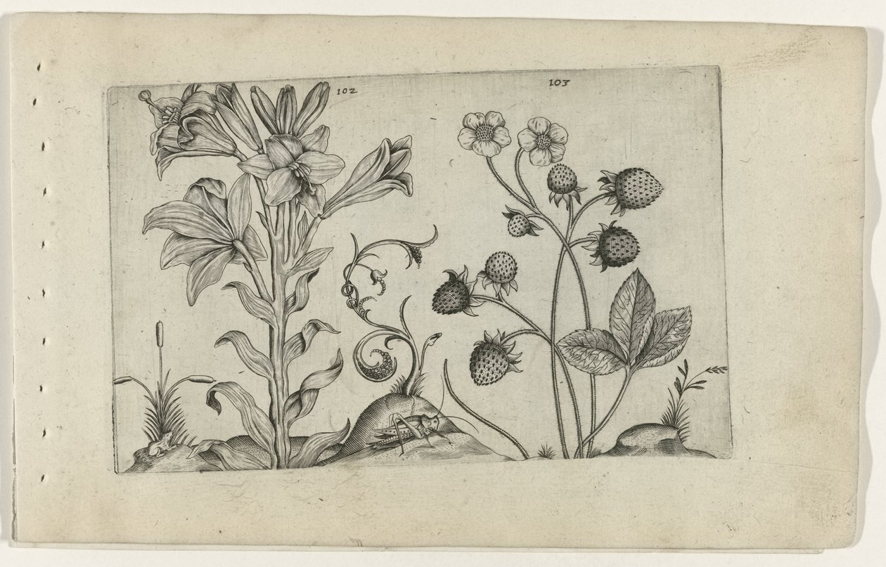 Madonnalelie en aardbei Conozca los lirios (título de la serie) de Crispijn van de Passe (I) (attributed to)