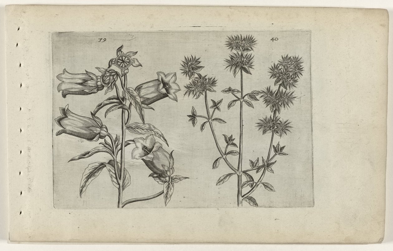 Reloj Mariette y mejorana Cognoscite lilia (título de la serie) de Crispijn van de Passe (I) (attributed to)