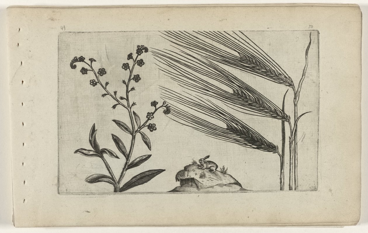 Nomeolvides de pantano y cebada Cognoscite lilia (título de la serie) de Crispijn van de Passe (I) (attributed to)