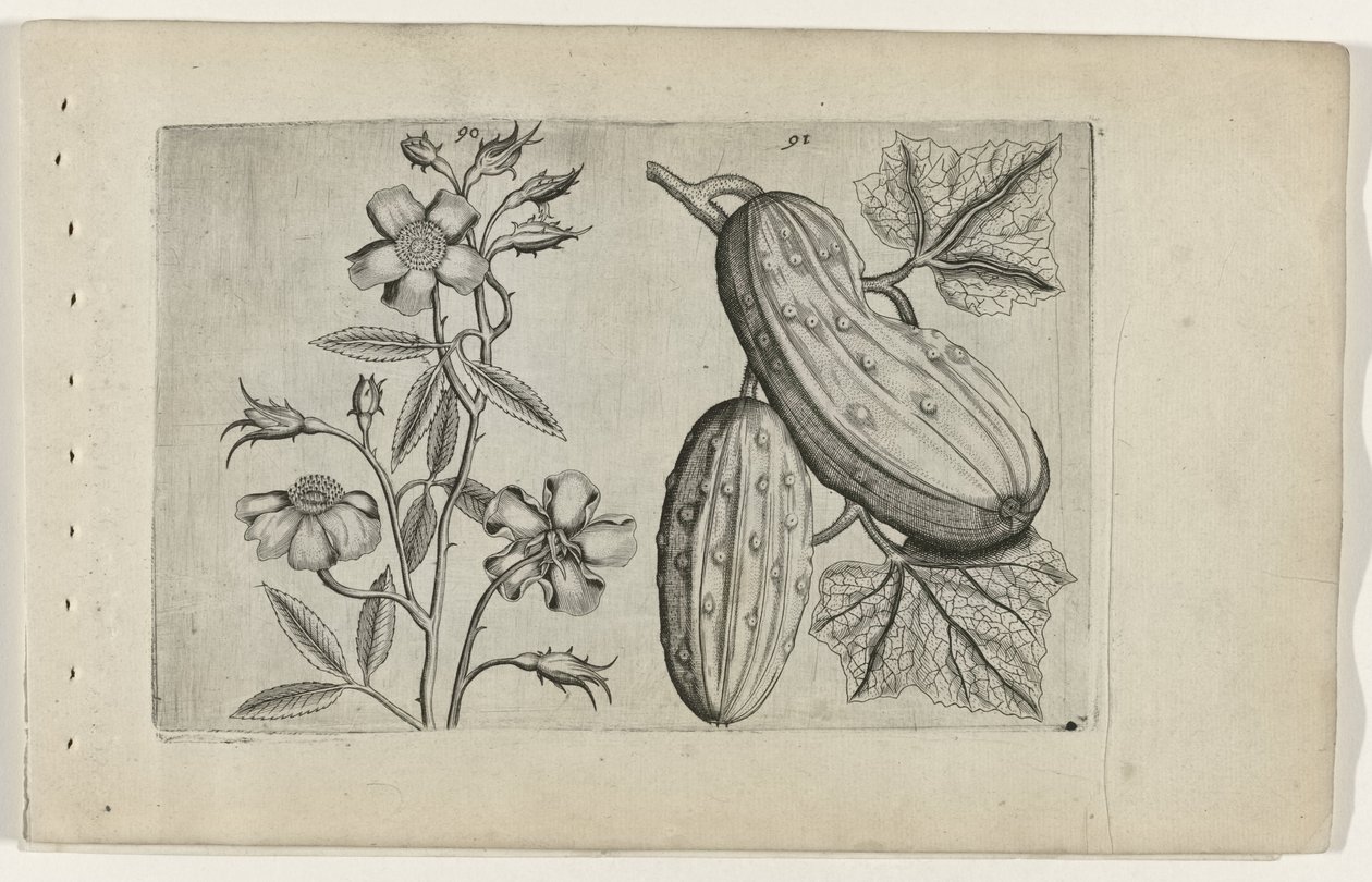 Muskusroos en komkor Conozca los lirios (título de la serie) de Crispijn van de Passe (I) (attributed to)
