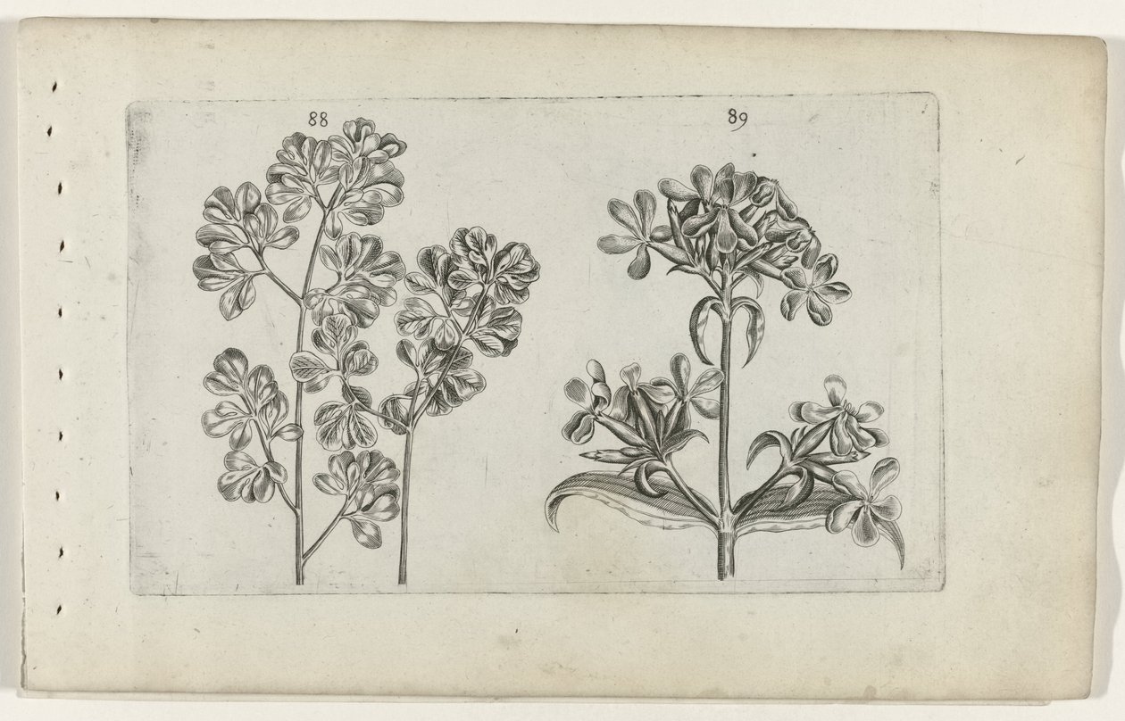 Helecho de pared y saponaria Cognoscite lilia (título de la serie) de Crispijn van de Passe (I) (attributed to)