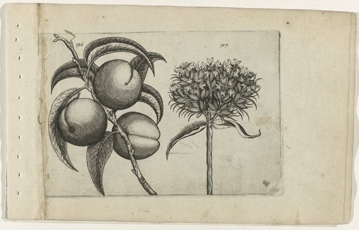 Melocotón y amor ardiente Cognoscite lilia (título de la serie) de Crispijn van de Passe (I) (attributed to)