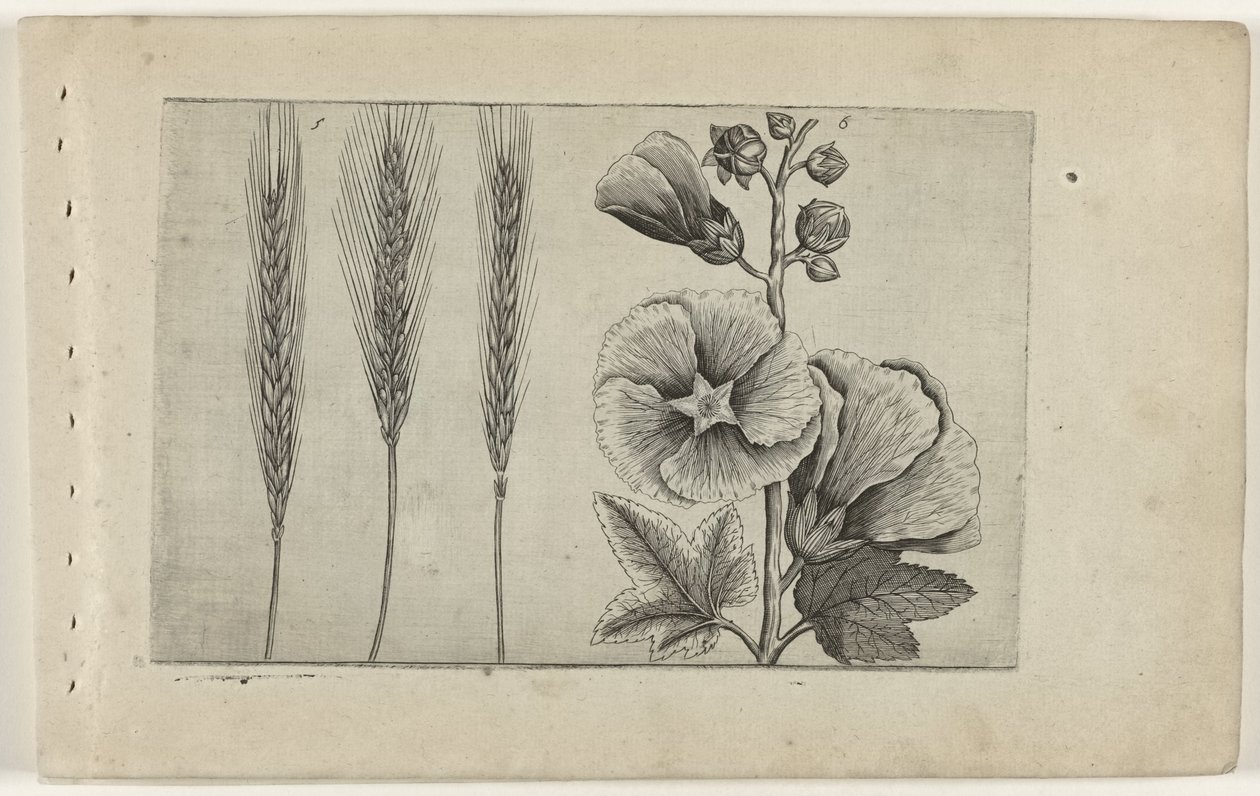 Rogge en stokroos Conozca los lirios (título de la serie) de Crispijn van de Passe (I) (attributed to)