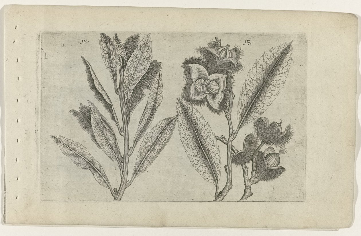 Salie en tamme kastanje Conozca los lirios (título de la serie) de Crispijn van de Passe (I) (attributed to)