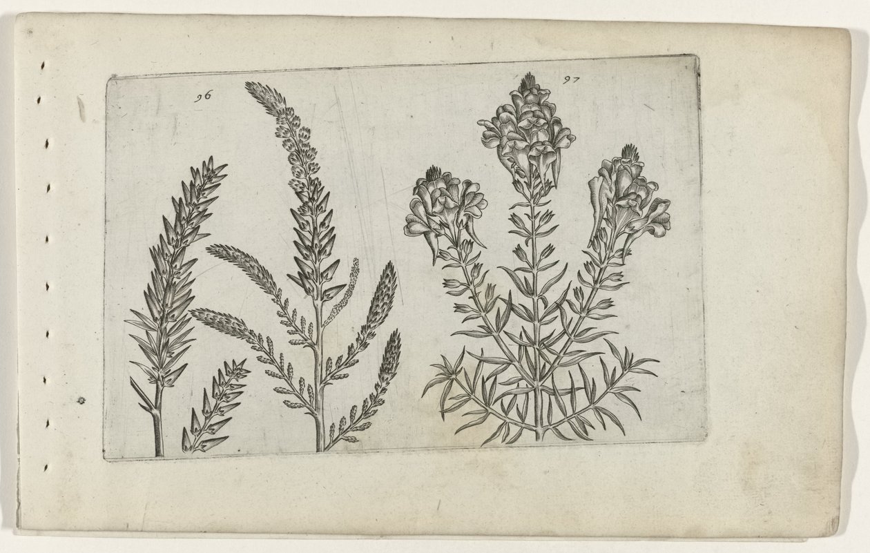 Tamarisco en vlasbekje Conozca los lirios (título de la serie) de Crispijn van de Passe (I) (attributed to)