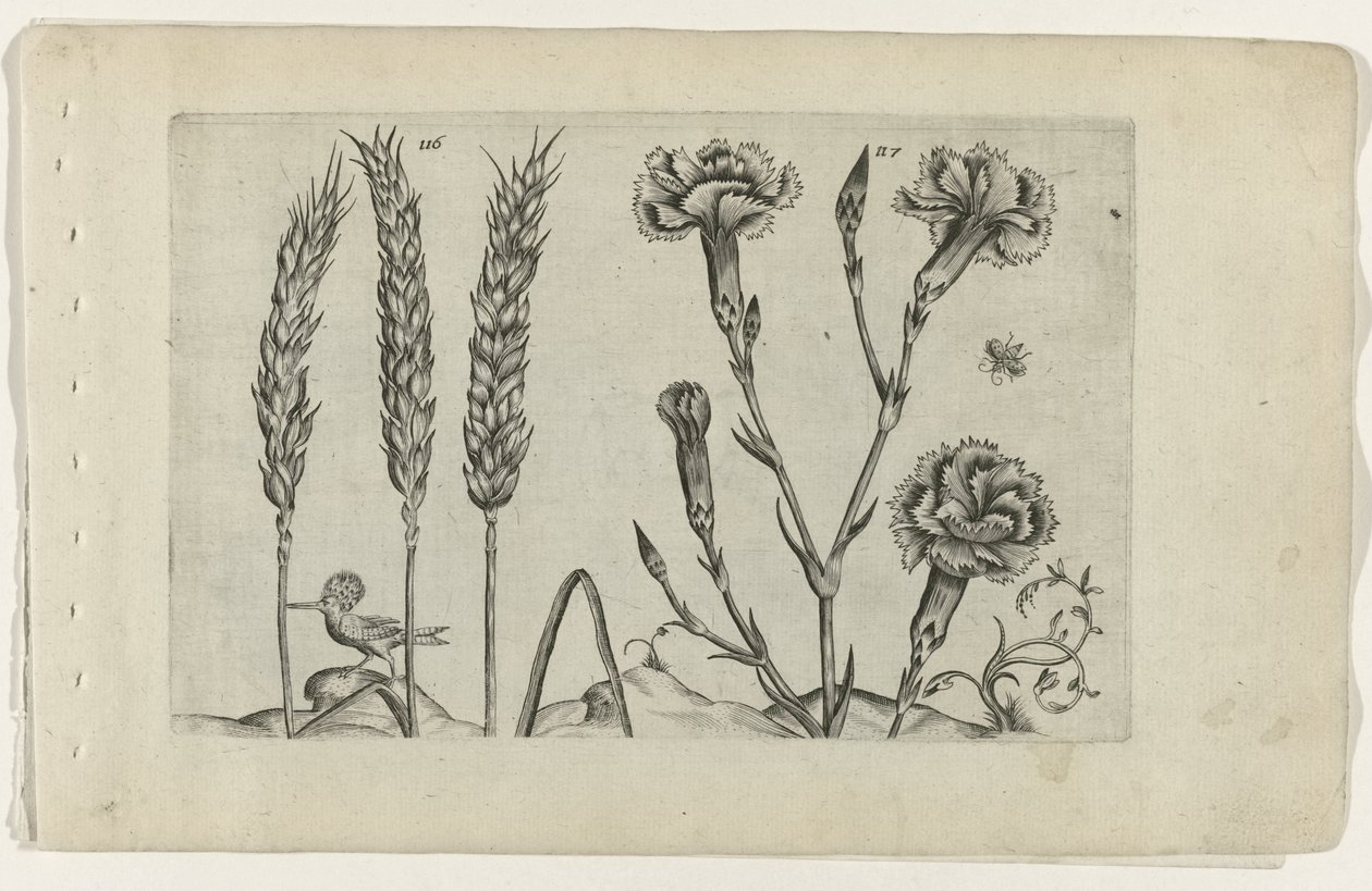 Tarwe en tuinanjer Conozca los lirios (título de la serie) de Crispijn van de Passe (I) (attributed to)