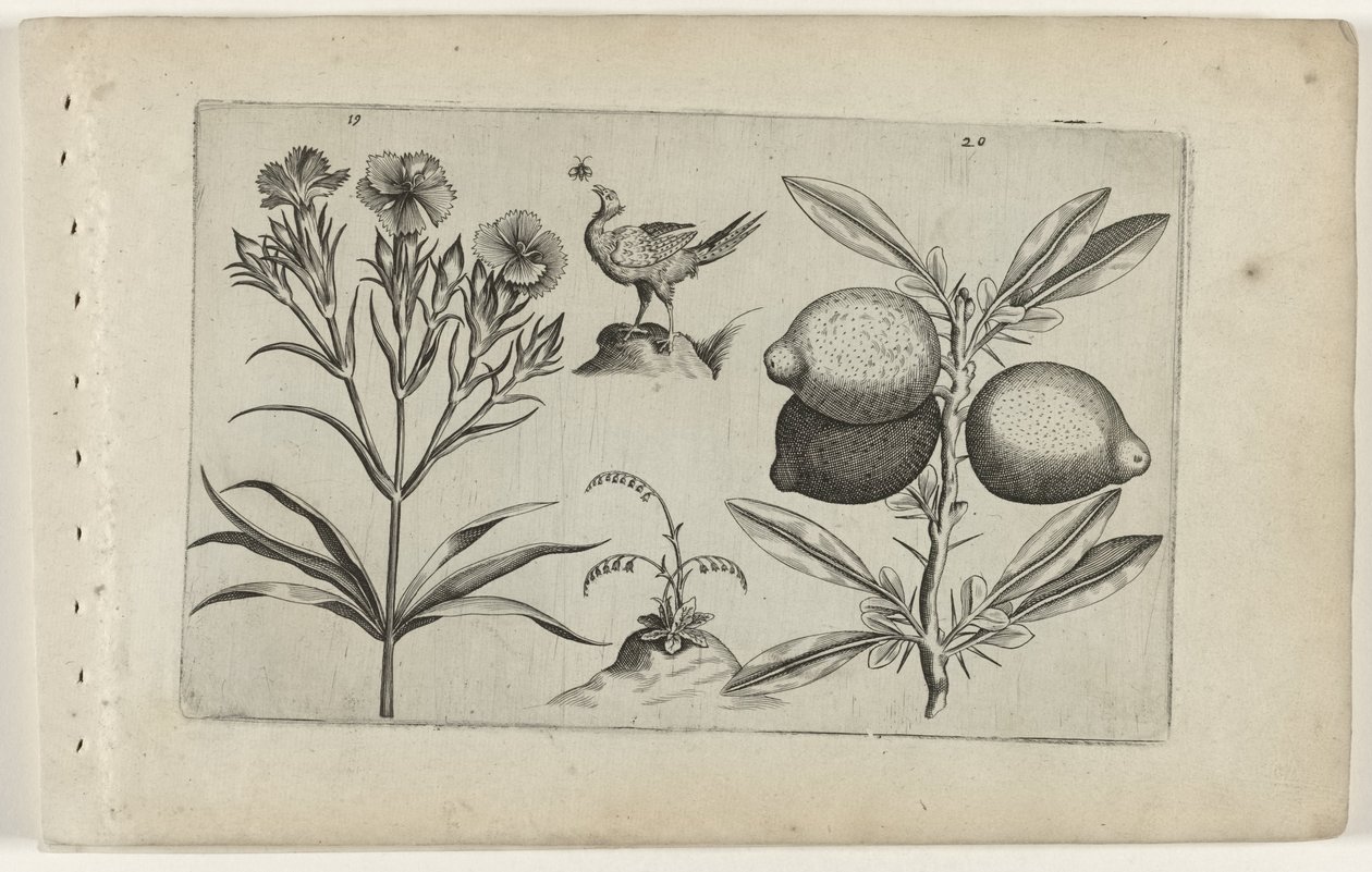 Tuinanjer en citroen Conozca los lirios (título de la serie) de Crispijn van de Passe (I) (attributed to)