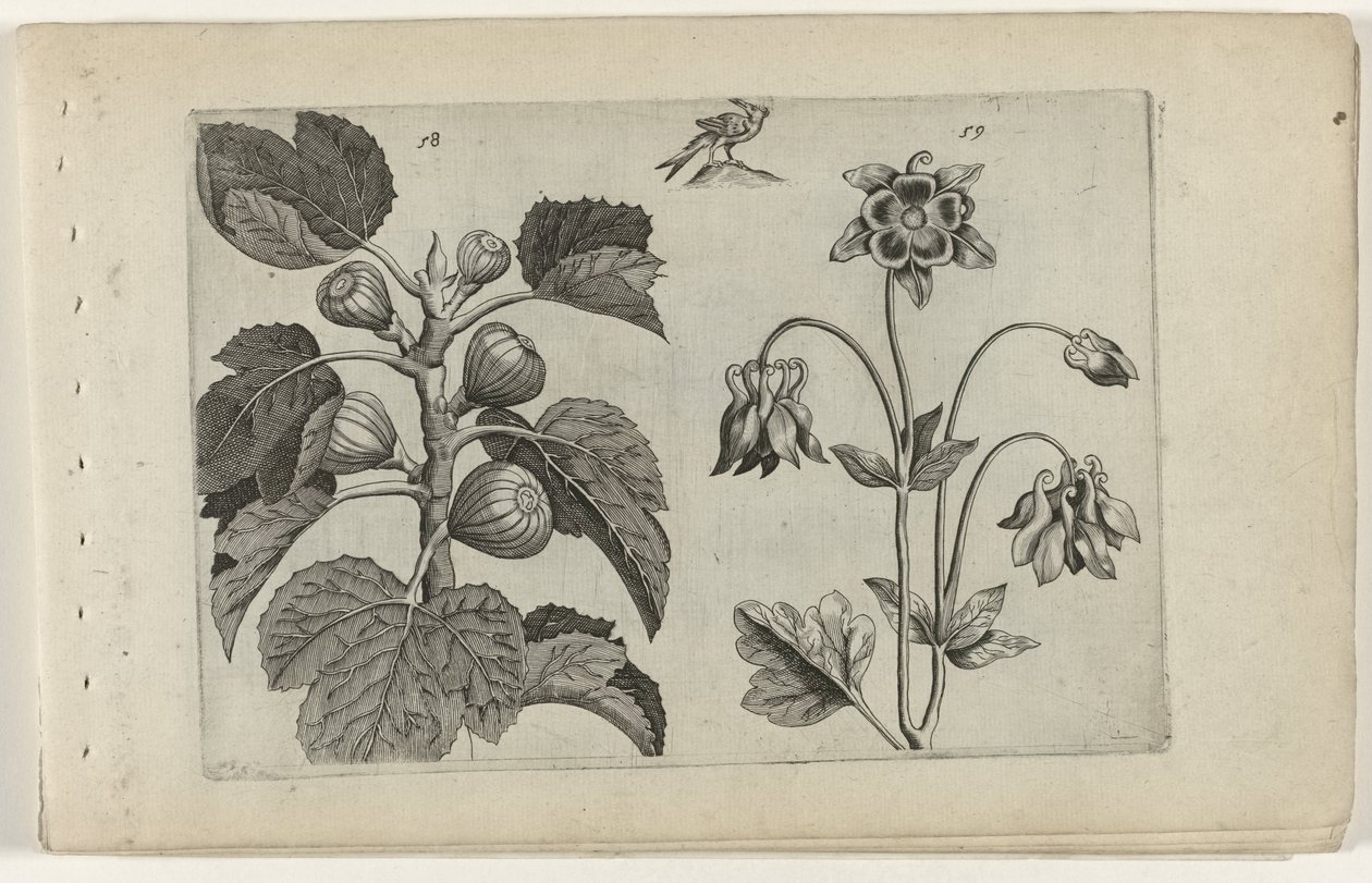 Higuera y aguileña salvaje Cognoscite lilia (título de la serie) de Crispijn van de Passe (I) (attributed to)