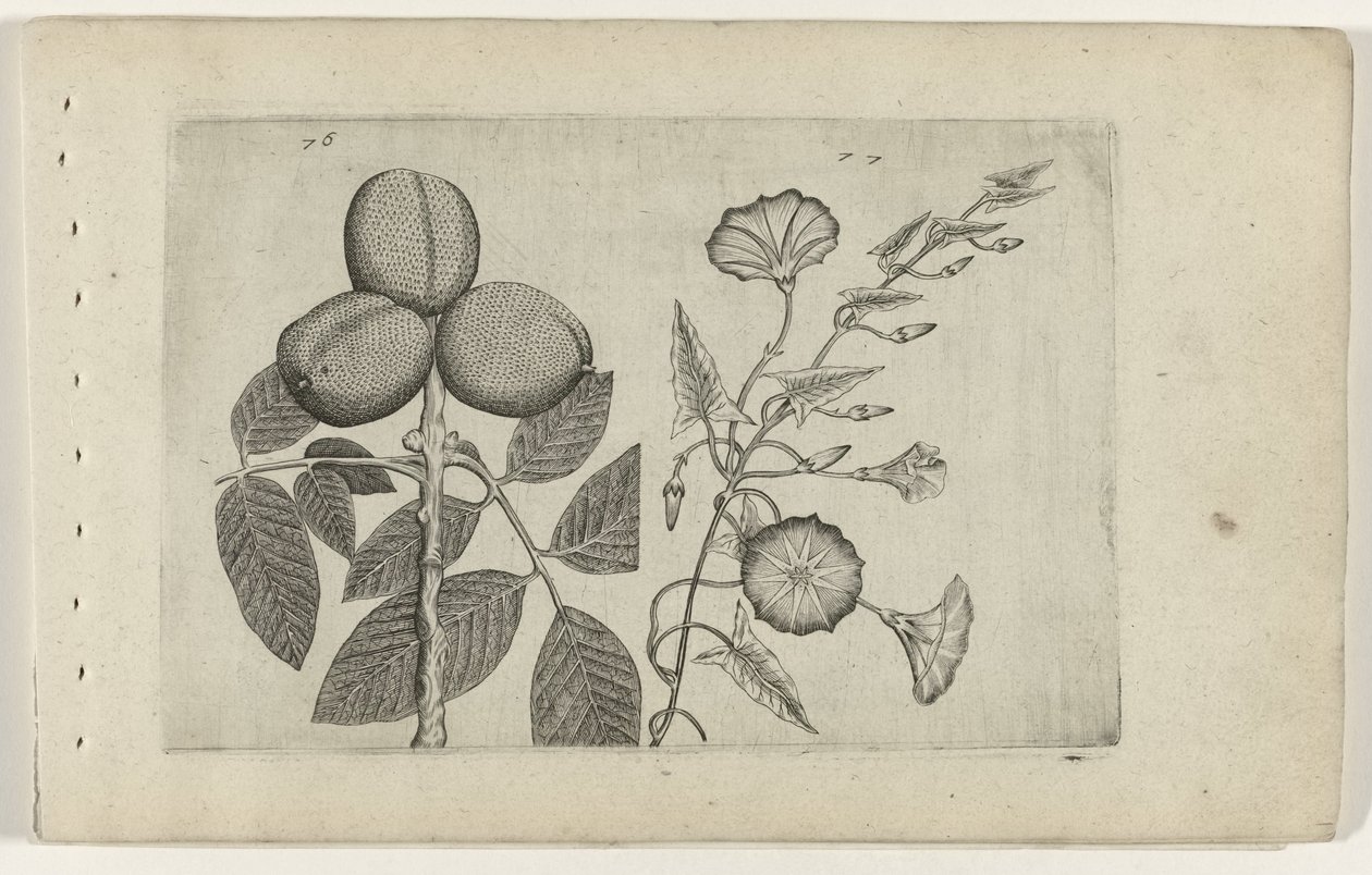 Walnootboom y akkerwinde Conozca los lirios (título de la serie) de Crispijn van de Passe (I) (attributed to)