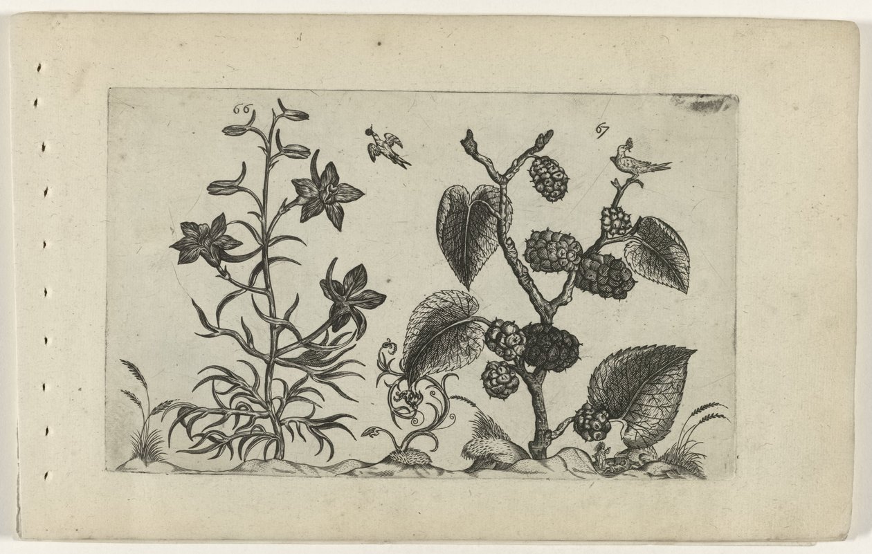 Delfinio silvestre y morera negra Cognoscite lilia (título de la serie) de Crispijn van de Passe (I) (attributed to)