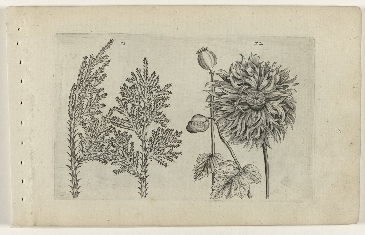 Siete árboles y bola para dormir. Cognoscite lilia (título de la serie) de Crispijn van de Passe (I) (attributed to)