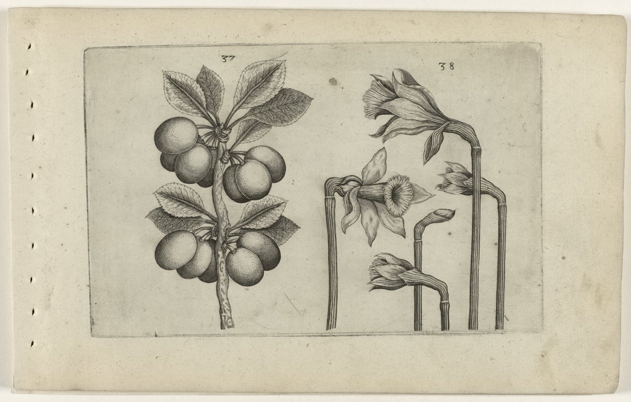 Zure kers en wilde narcisos Conozca los lirios (título de la serie) de Crispijn van de Passe (I) (attributed to)