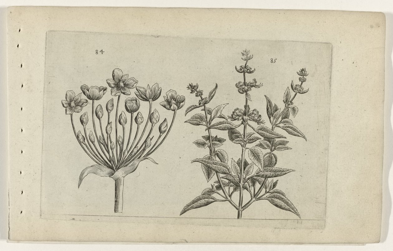 Flor de cisne y salvia de flor pequeña Cognoscite lilia (título de la serie) de Crispijn van de Passe (I) (attributed to)