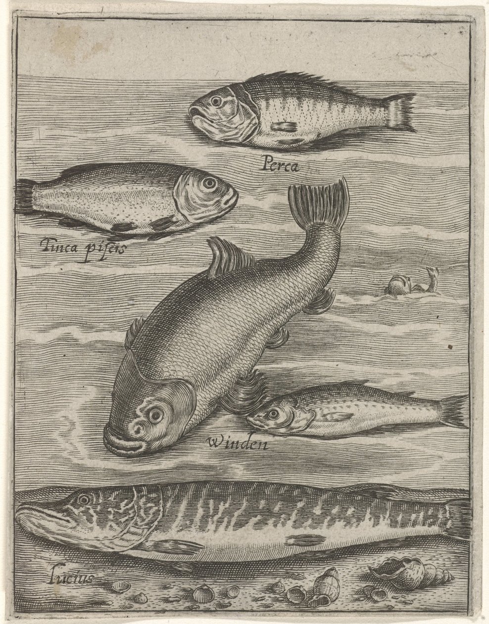 Studieblad conoció a vijf vissen Iconos vivos de peces (título de la serie) de Crispijn van de Passe (I)