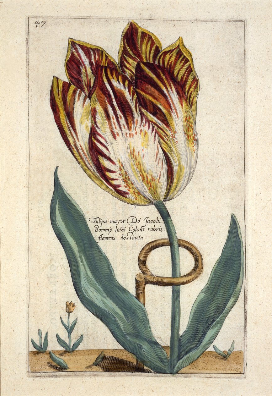Tulipa Mayor Do Jacobi Bommy, Lámina 47, de 