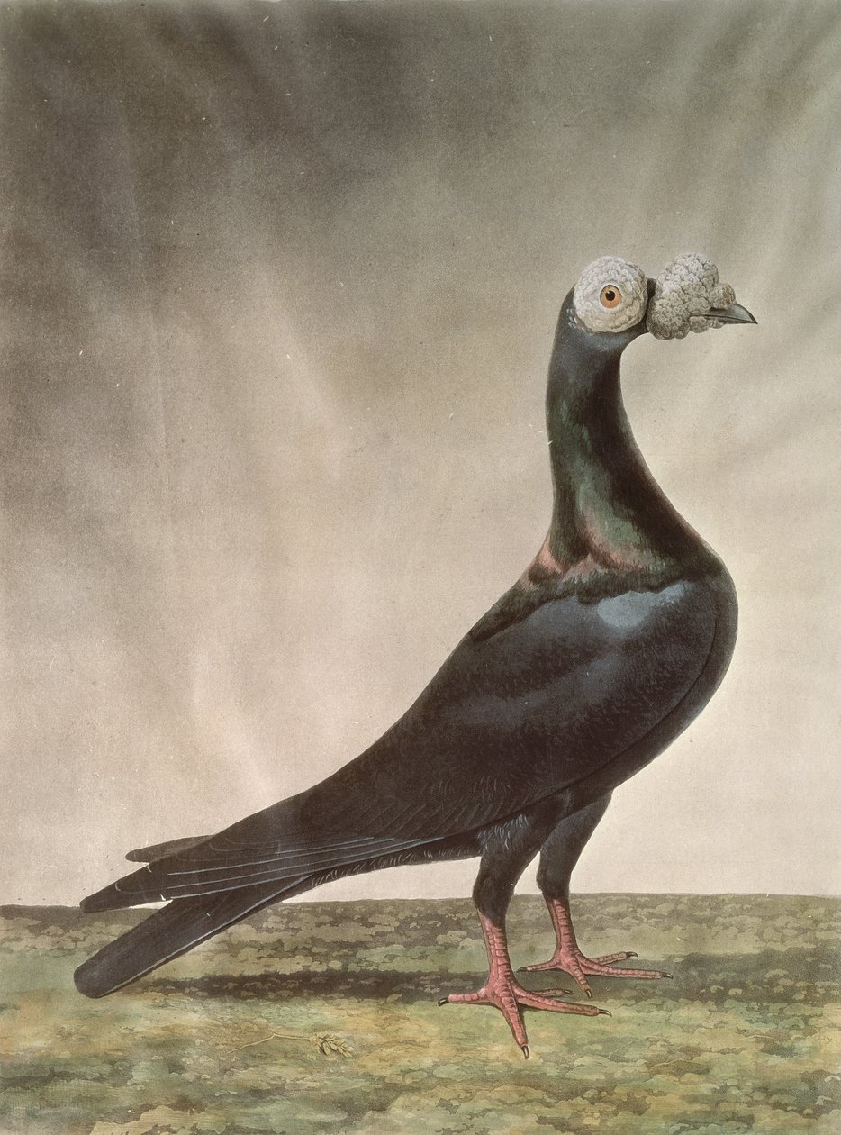 Retrato de una paloma mensajera de D. Wolsenholme