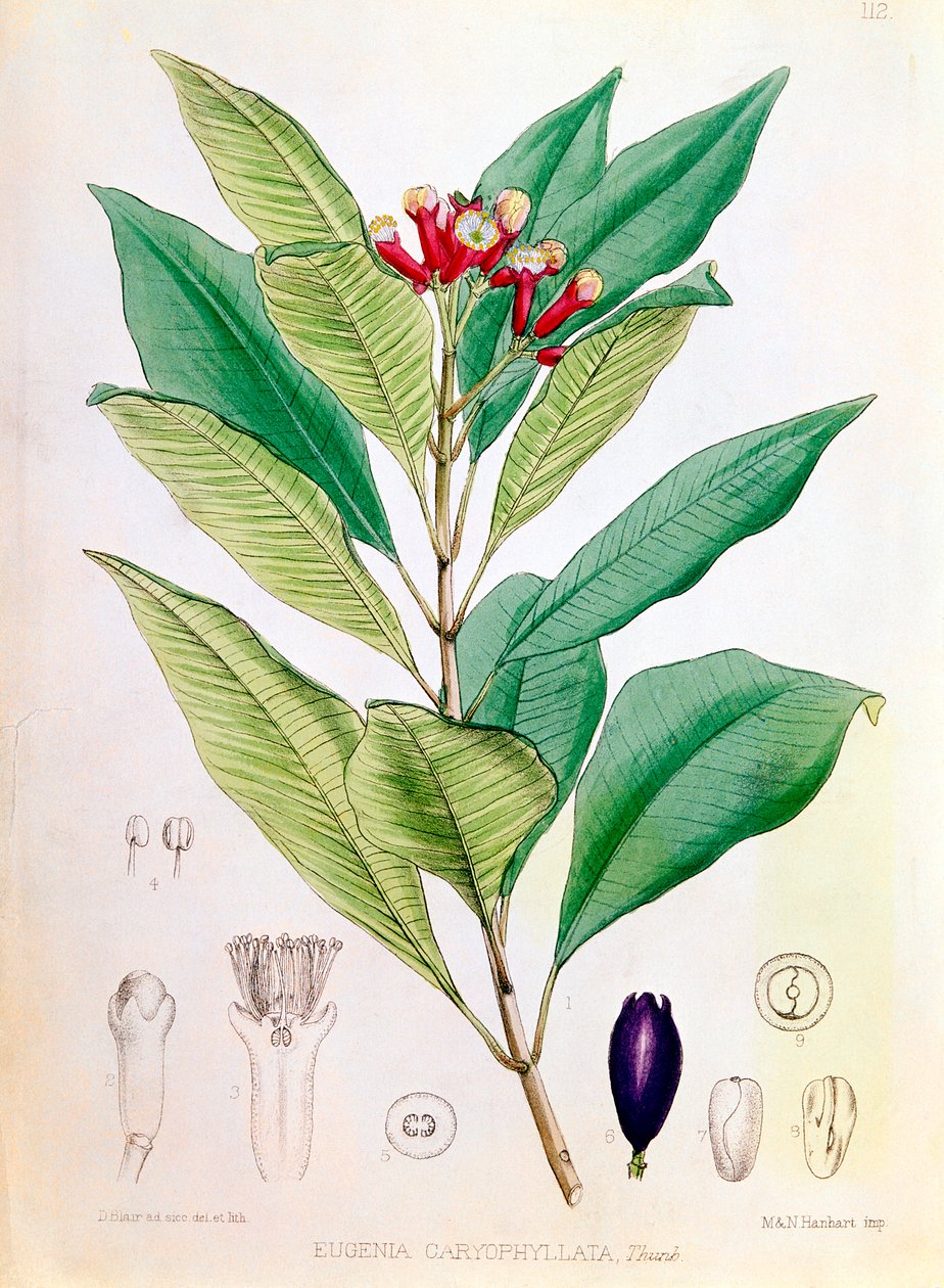 Clavo, capullo de flor de Syzygium aromaticum Eugenia carophyllata de D Blair