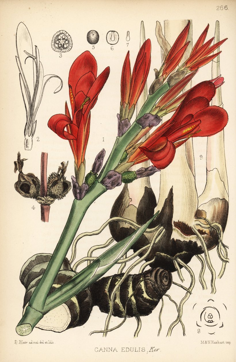 Tiro indio, achira o meeru, Canna indica (Canna edulis). Litografía coloreada a mano por Hanhart a partir de una ilustración botánica de David Blair de Robert Bentley and Henry Trimen