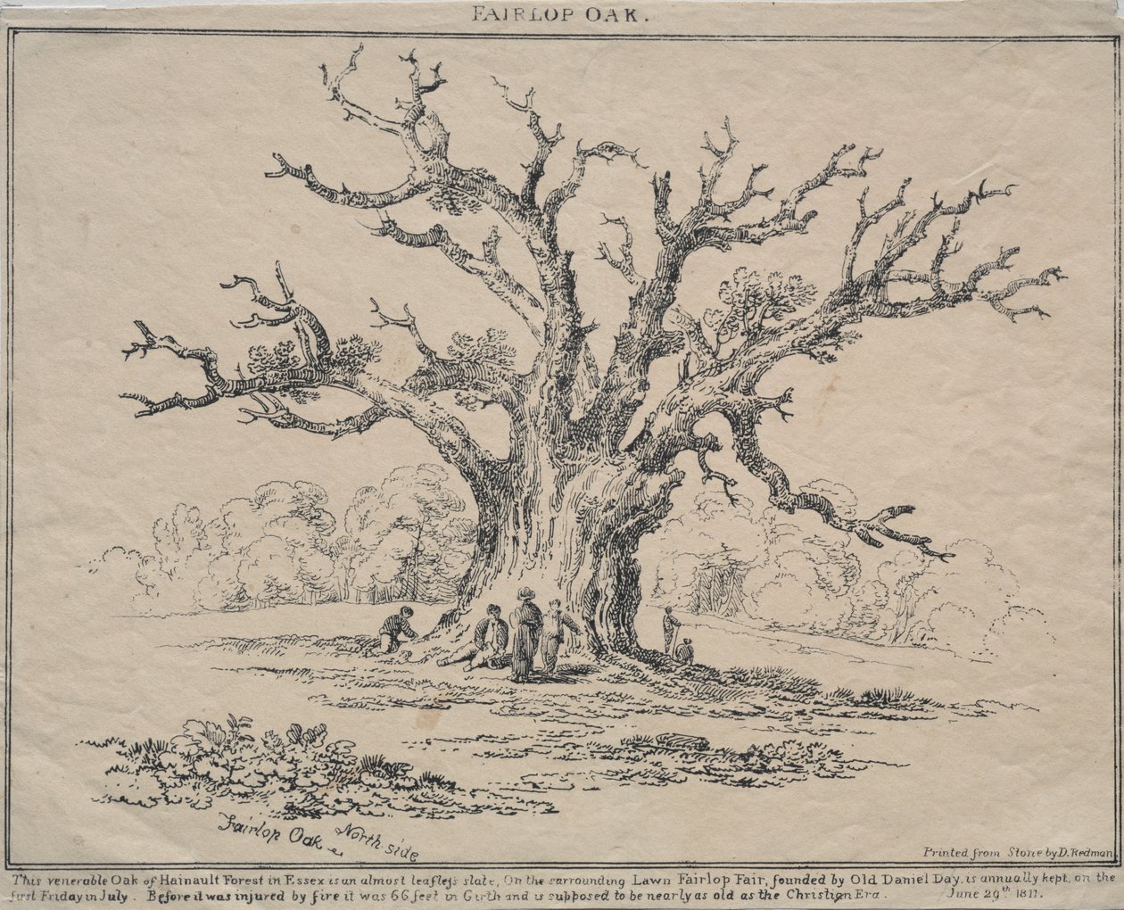 Roble de Fairlop de D. H. Redman