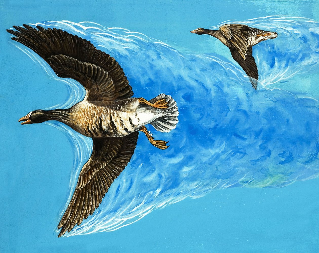 Turbulencias causadas por el vuelo de las aves de D. Makele.