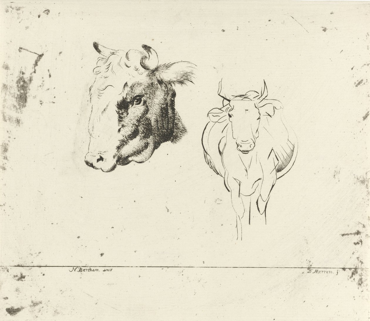 Ficha de estudio con cabeza de vaca y vaca vista de frente de D. Merrem