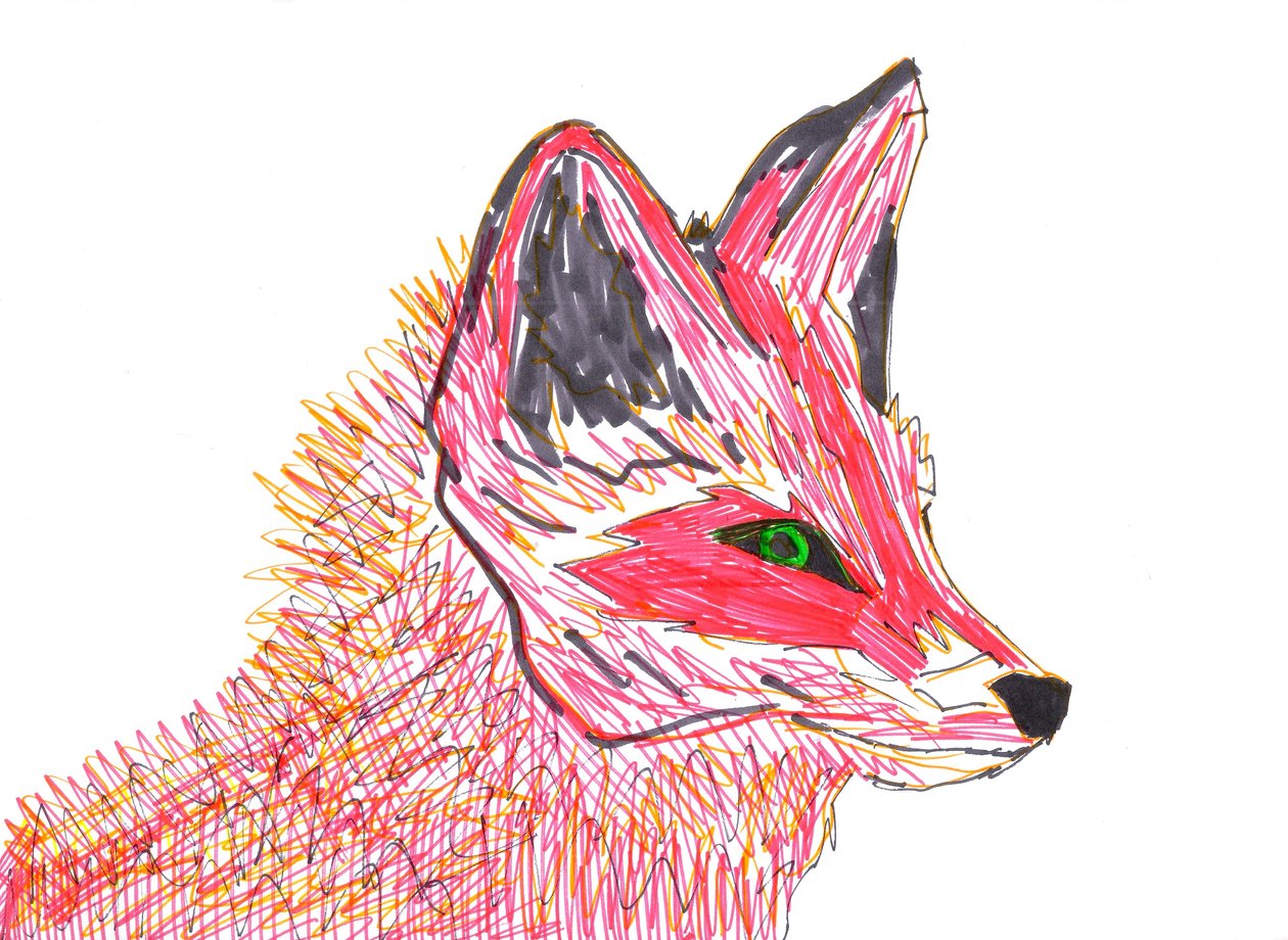 Zorro (rotulador sobre papel) de Daisy de Villeneuve