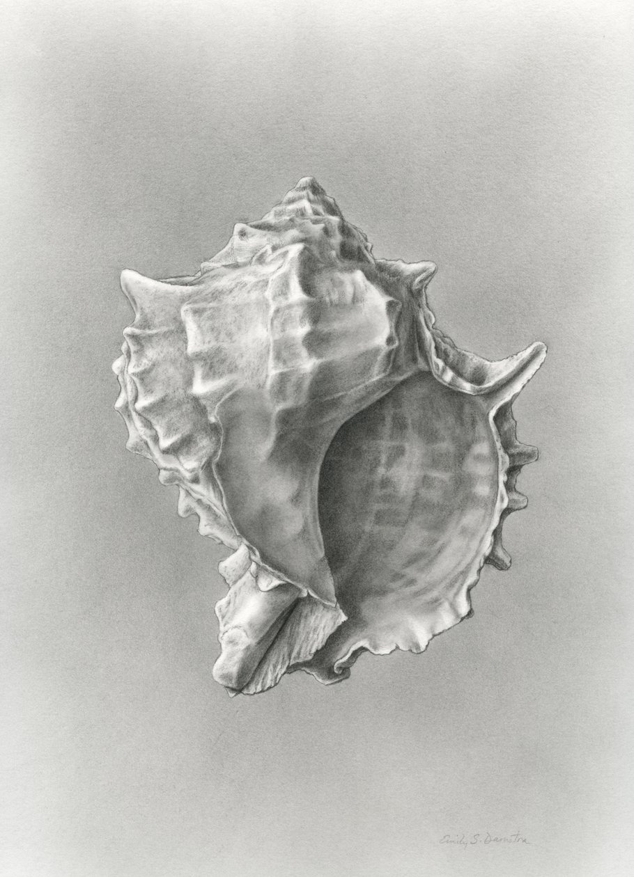 Estudio de la concha (polvo de carbono) de Damstra Emily
