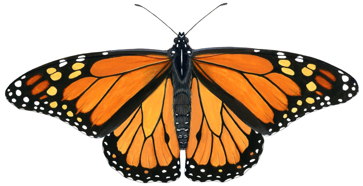 Mariposa monarca (gouache) de Damstra Emily