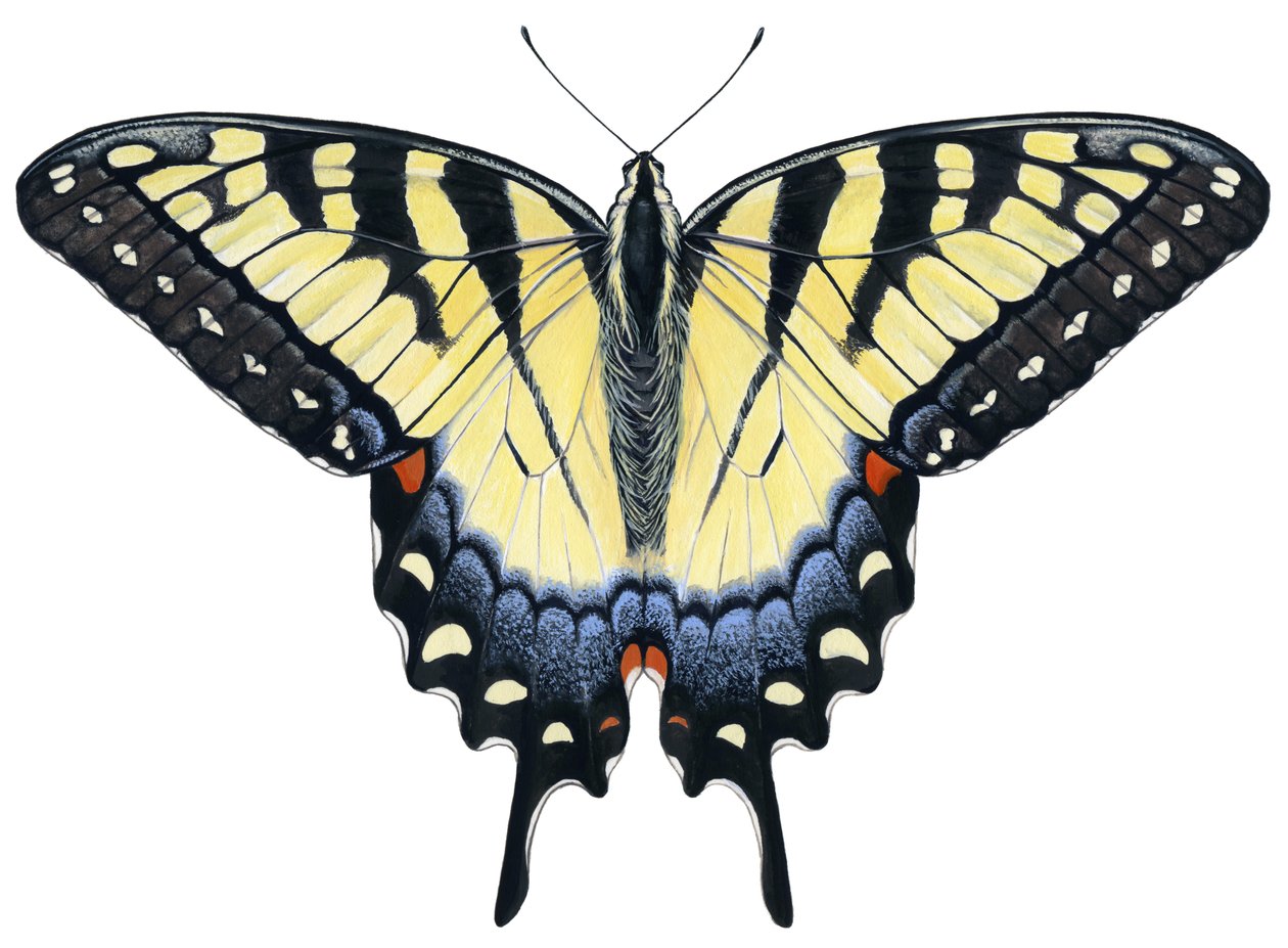 Mariposa cola de golondrina (gouache) de Damstra Emily