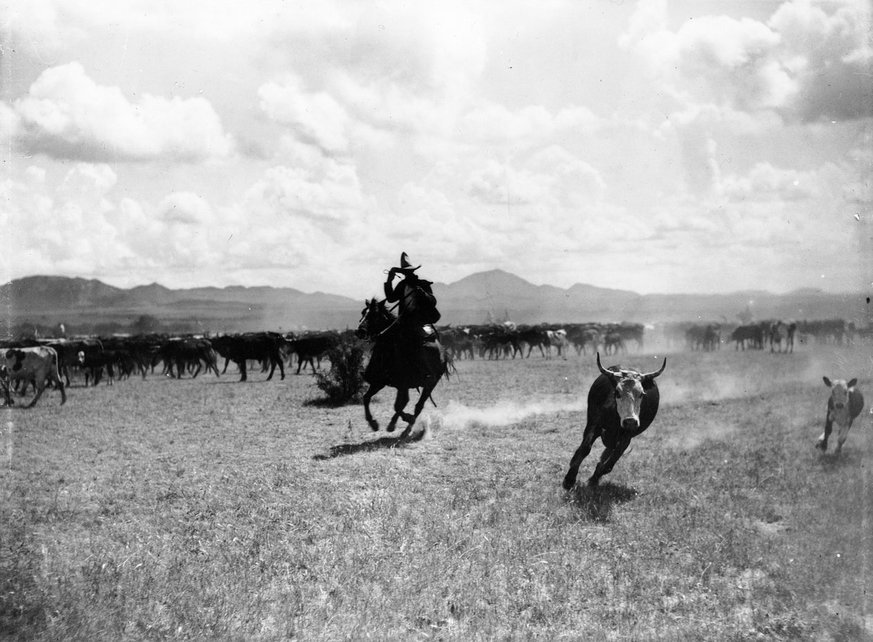 Raguero separando una vaca del rebaño de Dane Coolidge