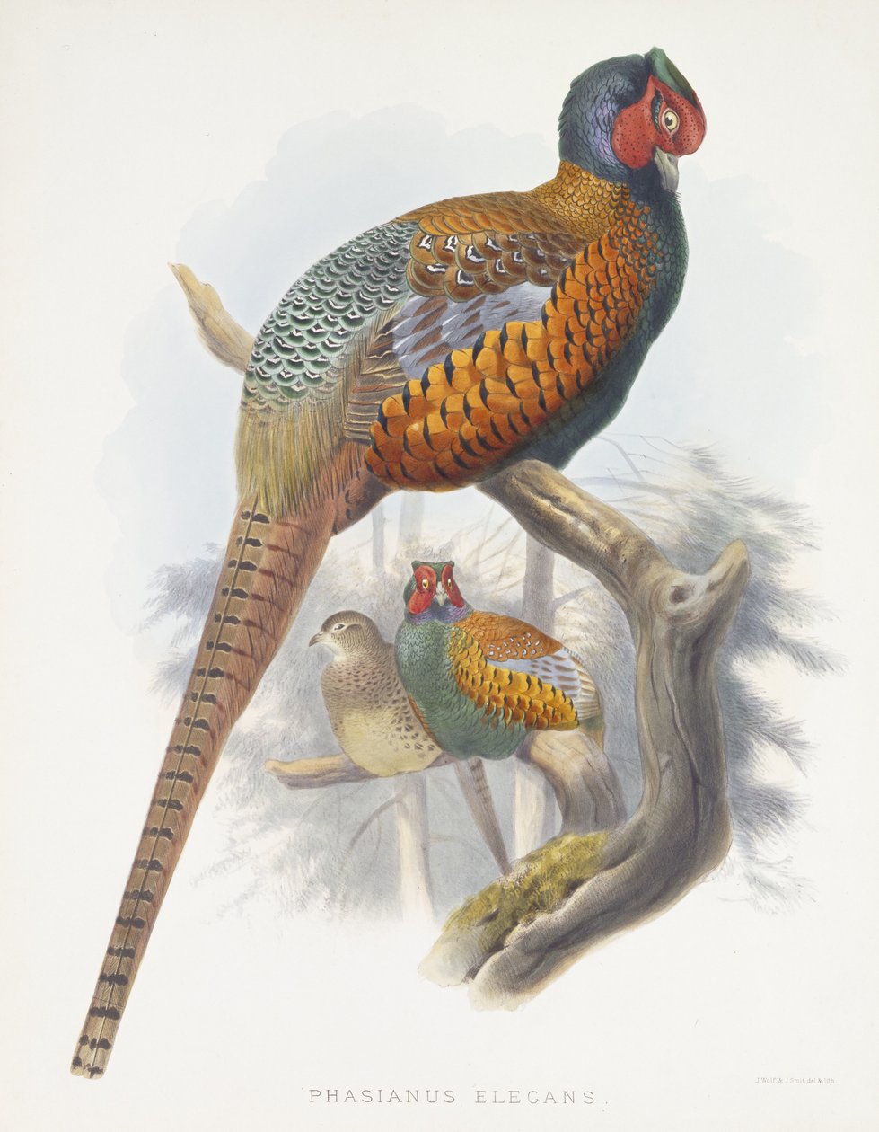 Phasianus Elegans (Faisán Elegante), 1870-1872 de Daniel Giraud Elliot