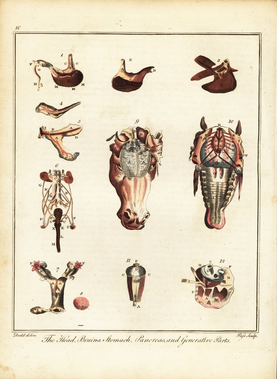 Anatomía de un caballo. 1792 (grabado) de Daniel (after) Dodd