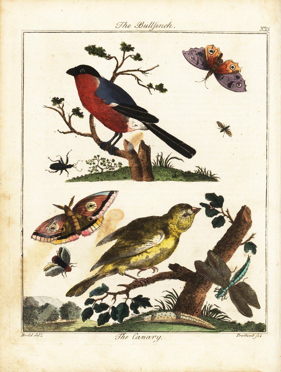 Camachuelo, canario, mariposa, polilla, etc. 1792 (grabado) de Daniel (after) Dodd