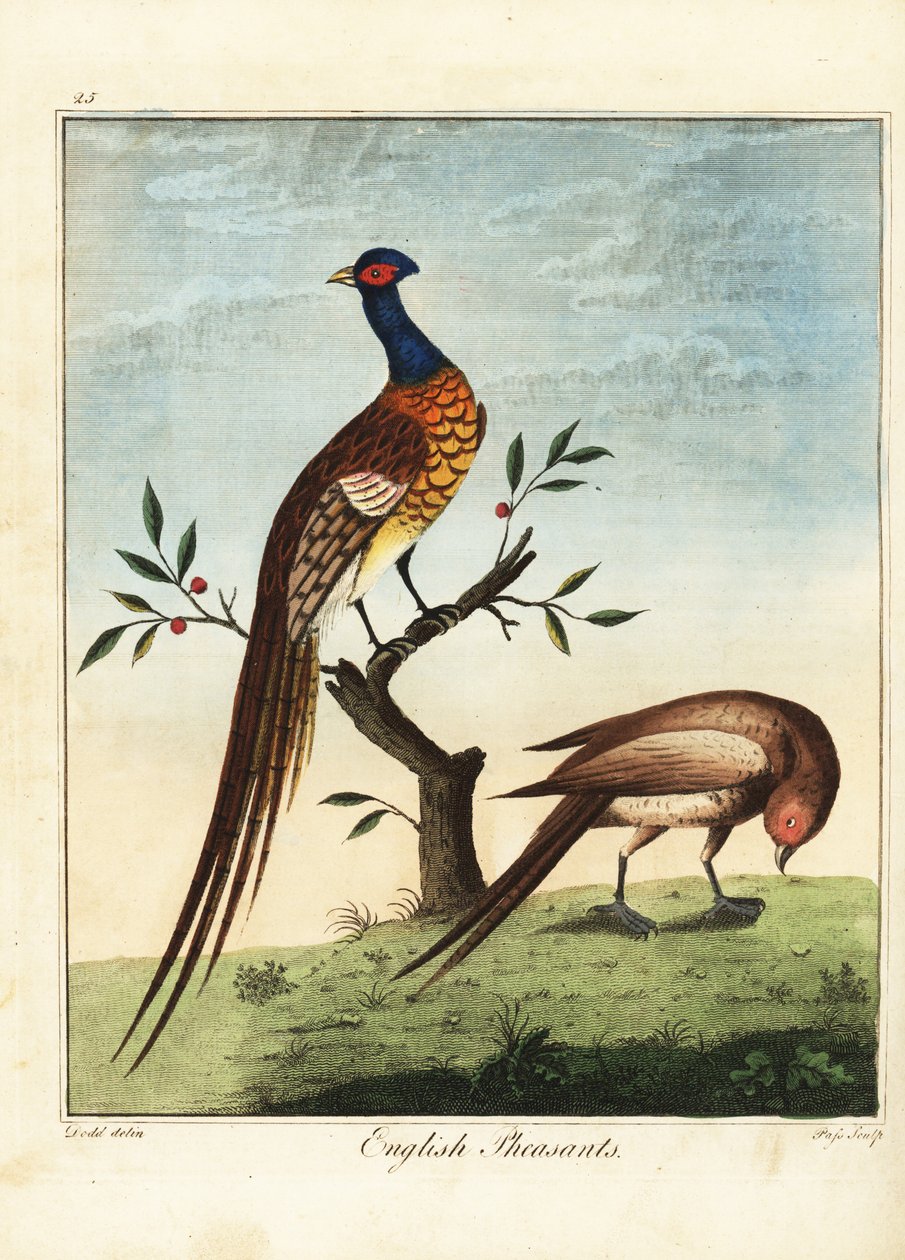 Faisanes ingleses, macho y hembra. 1792 (grabado) de Daniel (after) Dodd