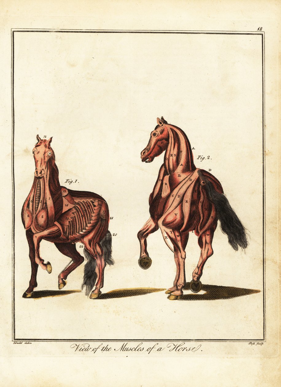Musculatura de un caballo. 1792 (grabado) de Daniel (after) Dodd