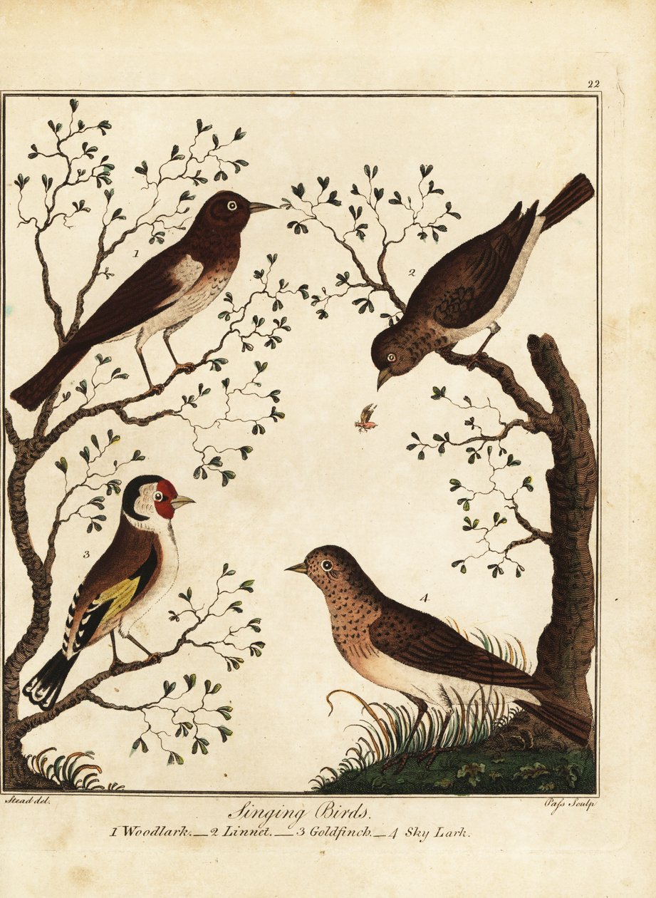 Pájaros cantores: alondra, pardillo, jilguero, alondra del cielo. 1792 (grabado) de Daniel (after) Dodd