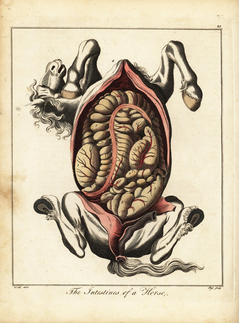 Los intestinos de un caballo. 1792 (grabado) de Daniel (after) Dodd