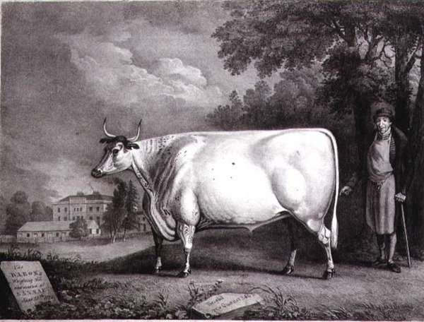El Barón, un Premio Shorthorn (La Vaca Blanca de Nannau) grabado por Charles Joseph Hullamandel (1789-1850) 1824 de Daniel Clowes