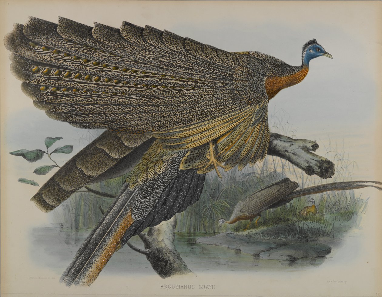 Argusianus Grayii de Daniel Giraud and Gould John Elliott